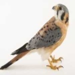 image of bird