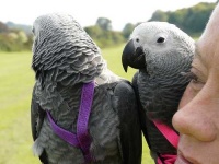 image of african_grey #3