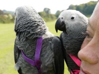 image of african_grey