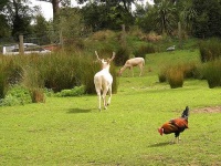image of cock