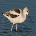 image of bird