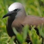 image of bird