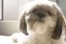 image of shih_tzu