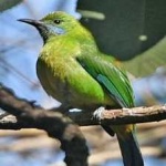 image of bird