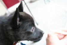 image of schipperke