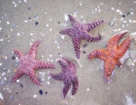 image of starfish