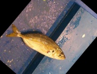 image of fish
