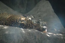 image of jaguar_car