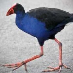 image of bird