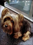 image of silky_terrier