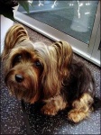 image of silky_terrier #9