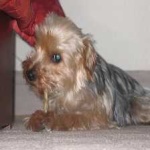 image of animal