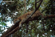 image of jaguar_car