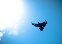 image of animal