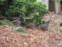 image of quail