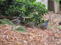 image of quail #10