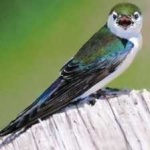 image of bird