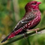 image of bird
