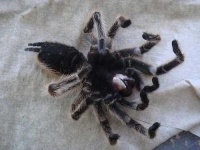 image of tarantula