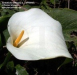 image of giant_white_arum_lily #43