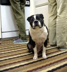 image of boston_bull