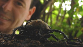 image of rhinoceros_beetle