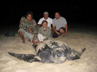 image of leatherback_turtle