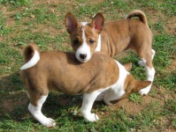 image of basenji