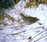 image of partridge