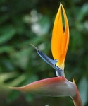 image of flower