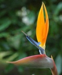 image of bird_of_paradise_flower #1