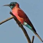image of bird