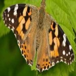 image of animal