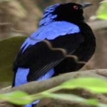 image of bird