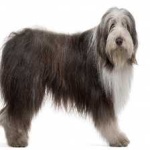 image of bearded_collie #26