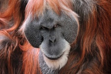 image of orangutan #1