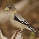 image of bird