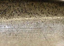 image of texture