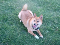 image of shiba_inu #13