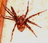 image of wolf_spider