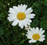 image of flower
