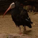 image of northern_bald_ibis #23