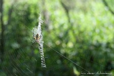 image of black_and_gold_garden_spider #13