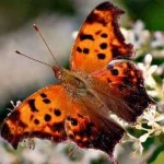 image of animal
