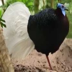 image of bird