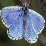 image of animal