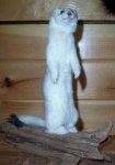 image of weasel