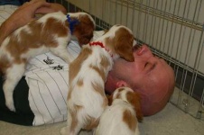 image of blenheim_spaniel