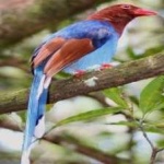 image of bird