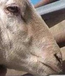 image of animal